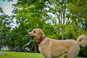 Labradoodle dog catching a water filled ball in his mouth. Side View.