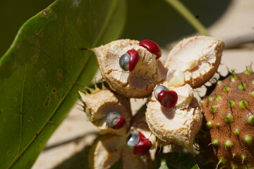 Tropical fruits and seeds of a tree genus Lindackeria, dicotyledonous Magnoliopsida, Lindackeria paludosa. Rare fruits with soft spines and a diameter of about 4 to 6 cm. Amazon rainforest, Brazil.
