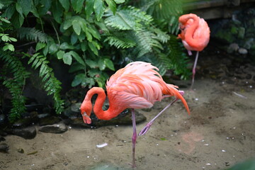 Side portfolio picture of a flamingo with leg raised.