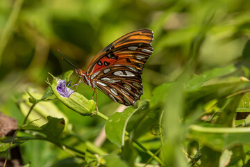 Plakat Butterfly on a flower