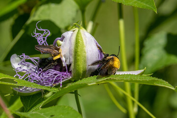 bees in a flower
