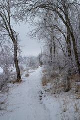 frost covered trees and snow covered trail at Osyoos Lake on a winter day