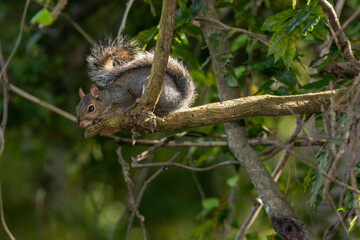 Squirrel about to jump from a tree branch