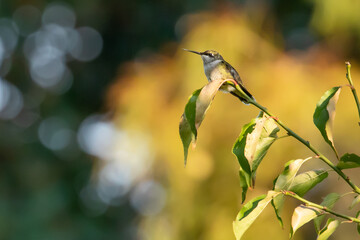 Ruby-throated hummingbird