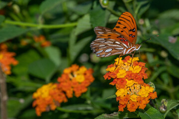 A Gulf Butterfly getting nectar from a  lantana flower