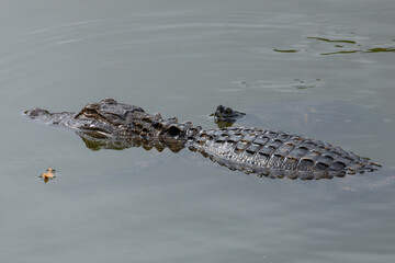Alligator and a Yellow Bellied Slider floating in the water