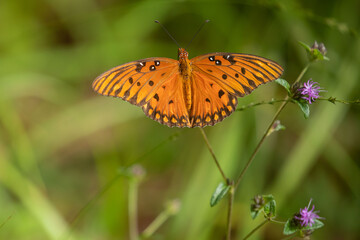 A Gulf Butterfly on a plant
