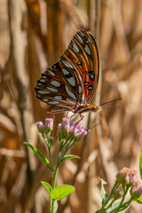 A Gulf Butterfly getting nectar from a  Sweet scent flower