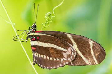 zebra butterfly on a vine