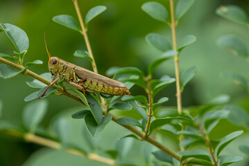 grasshopper on a plant