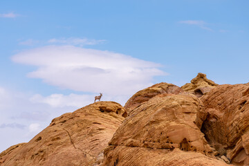 Desert Bighorn Sheep, Ovis canadensis nelsoni, on a mountain top in the Valley of Fire Park located the Southwest Nevada desert.