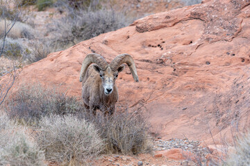 Desert Bighorn Sheep, Ovis canadensis nelsoni, in the Valley of Fire Park located the Southwest Nevada desert.