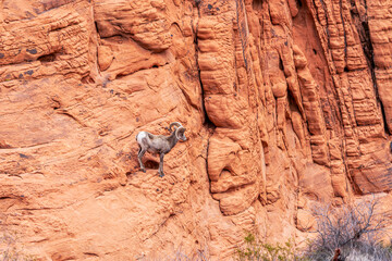 Desert Bighorn Sheep, Ovis canadensis nelsoni, on a cliff in the Valley of Fire Park located the Southwest Nevada desert.