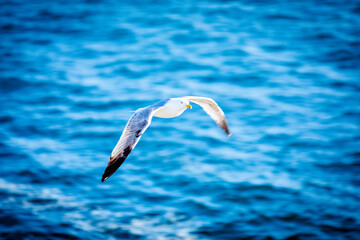 GAVIOTA VOLANDO
