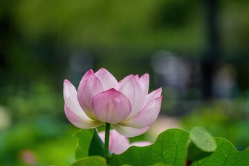 Fototapeta premium ひっそりと咲く満開の淡いピンクのハスの花＠大阪