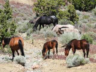 A herd of wild horses living in the Nevada Desert, between Carson and Virginia Cities.