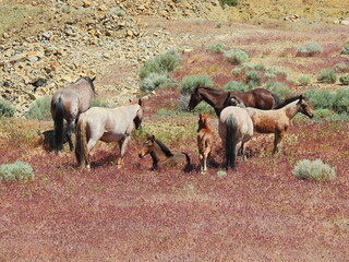 A herd of wild horses living in the Nevada Desert, between Carson and Virginia Cities.