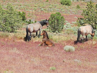 Wild horses living in the Nevada Desert, between Carson and Virginia Cities.