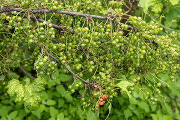 Diseases and pests of berry bushes. Gall Aphid on currants. Damaged leaves on a red currant