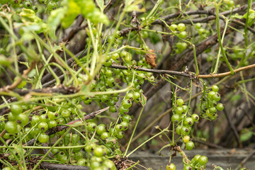 Diseases and pests of berry bushes. Gall Aphid on currants. Damaged leaves on a red currant