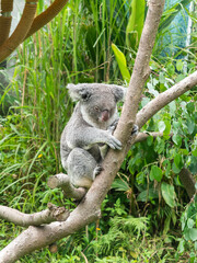 Lazy cute koala