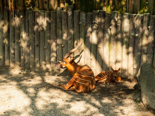 goat in the sun