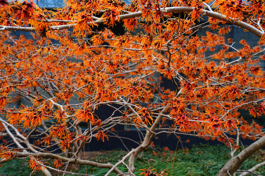 Yellow orange flowers of witch hazel hamamelis shrub