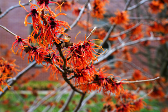 Yellow orange flowers of witch hazel hamamelis shrub