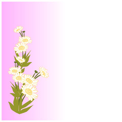 Daisy flowers. Pink background, Vector illustration.