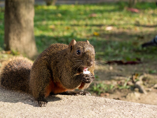 greedy squirrel