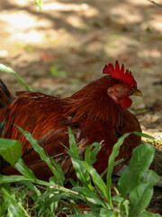 Red Chicken (Cock) resting on the ground