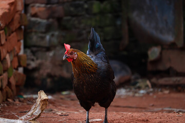 Closeup of a black Chicken