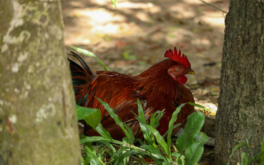 Red Chicken (Cock) resting on the ground