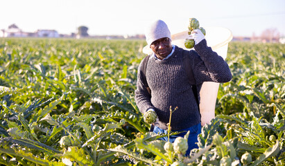 Focused african american man farmer working on a plantation harvests artichokes by putting crop in a bucket