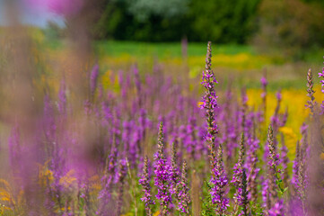 Obraz premium Purple Loosestrife in a Meadow