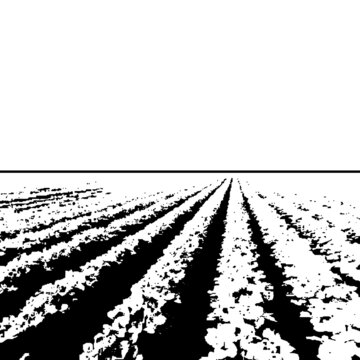 Planting of legumes. Vector illustration in black and white. White background.