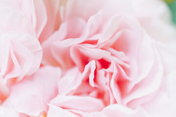Pink blurred color roses flowers background. Abstract defocused flower backdrop. Macro of unfocused blurred pink petals texture, soft dreamy image. Closeup