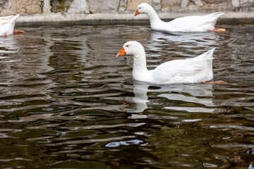 White geese frolicking in the pond
