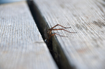 Dock Spider crawling out of slit