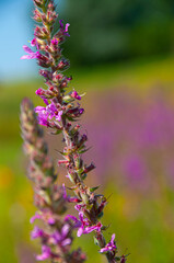 Purple Loosestrife Meadow