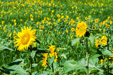 들판에 피어있는 해바라기