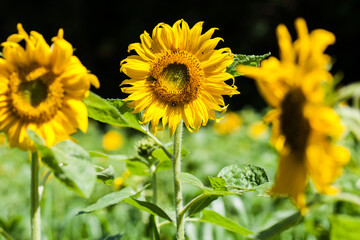 들판에 피어있는 해바라기