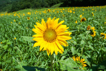 들판에 피어있는 해바라기