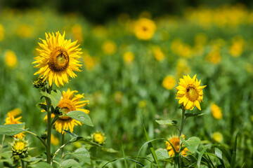 들판에 피어있는 해바라기