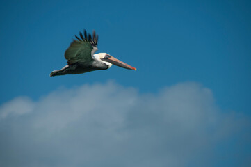 Pelican in flight Cuba