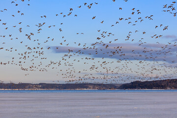 A flock of white-fronted geese take off toward the feeding ground immediately after dawn