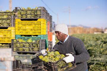 Focused african american farmer working at vegetable farm, stacking plastic boxes with freshly harvested artichokes