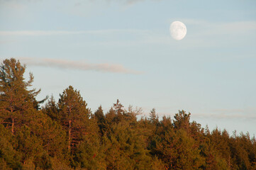 morning in the forest at Algonquin Park