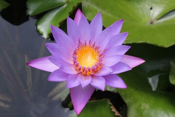 tropical purple flower