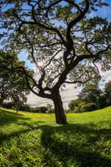 Fototapeta premium tree in the park